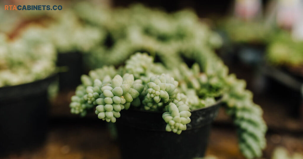 Sedum