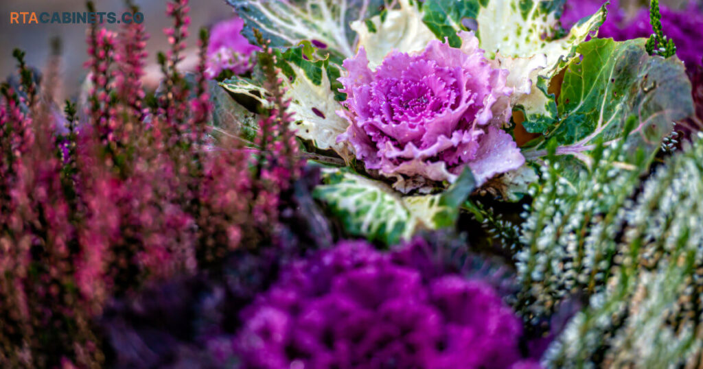 Ornamental Kale