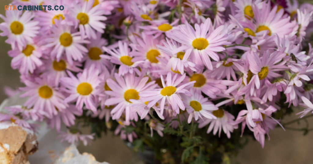 Asters
